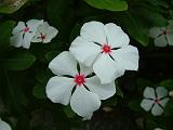 Vinca white pink eye (Catharanthus) 